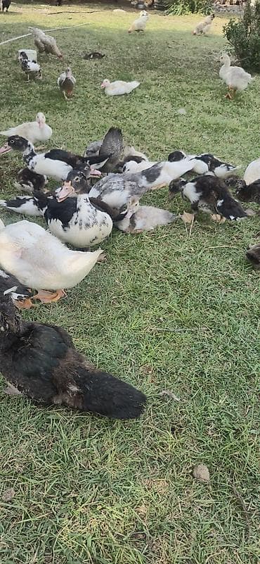 Утки: Muscovy (indi ördəyi) balaları satılır - Cins: Muscovy/indi ördəyi - — 5