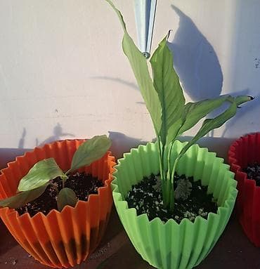 ev gulleri adlari: Otaq bitkiləri kolleksiyası – müxtəlif növlər - Oxalis triangularis — 7