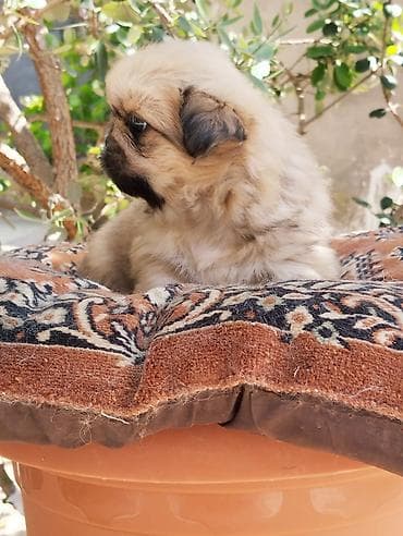 ov iti satisi: Pekines — 9