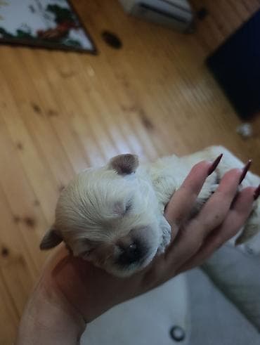 mini doberman: Pudel, Peyvəndli — 4