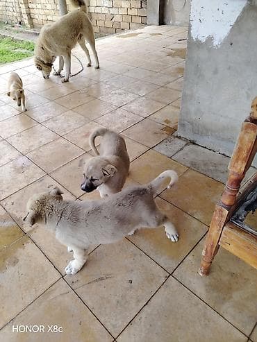 golden iti: İt balaları – iri cins, həyətyanı sahə üçün • Cins/type: Böyük — 6