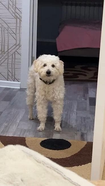 İtlər: Pudel, 8 ay, Peyvəndli — 1