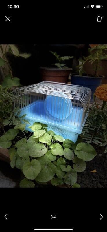 купить клетку для морской свинки: Kiçik ev heyvanları üçün nəzərdə tutulmuş bu qəfəs, ev heyvanınız üçün — 3