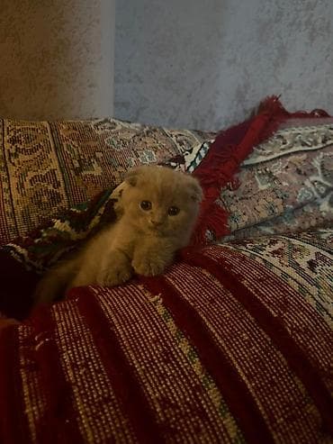 afcarka balaları: Şotland yastı qulaq, Erkək, Dişi — 4