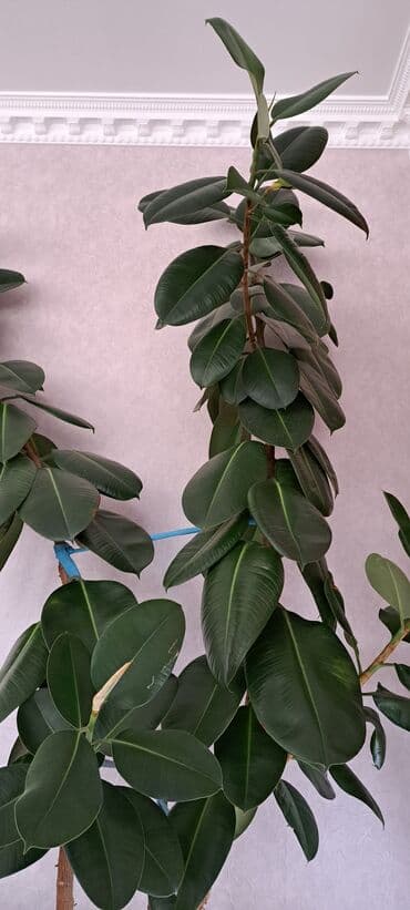 Lincoln: Fikus bitkiləri satılır . Həmişəyaşıldır . Otaqların ofislərin — 6
