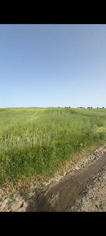 badamdar torpaq satışı: 132 sot, Kənd təsərrüfatı, Kupça (Çıxarış) — 5