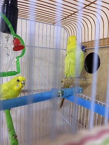 Məhsul: Dalmatin sarı rəngli cüt dalğalı tutuquşu (badiqar) və qəfəs — 4