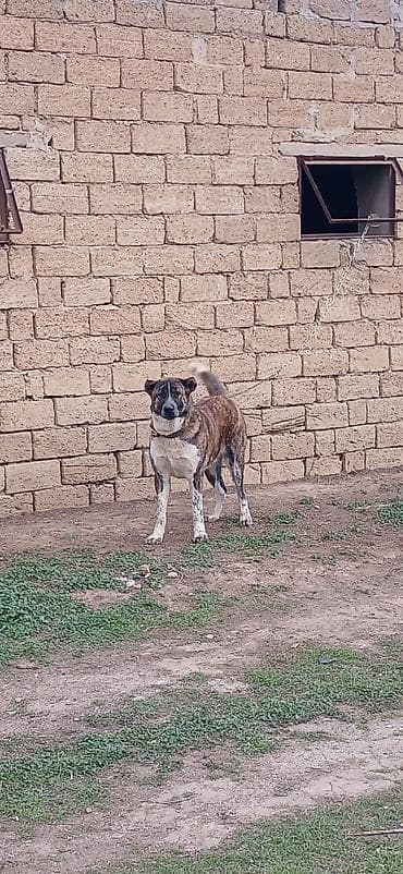 iran coban iti: Qurdbasar, 1 il, Erkek — 6