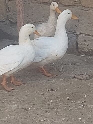 хаски цена в баку: Курица, Для мяса, Самовывоз — 16