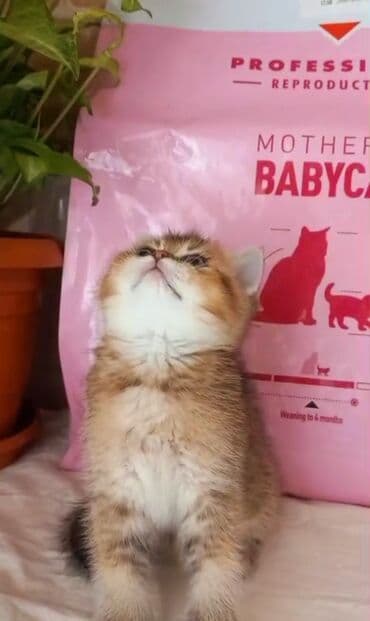 pişik cütleşdirmek: Britan, Erkək, Dişi, Yaxşı əllərə, Ünvandan götürmə — 3