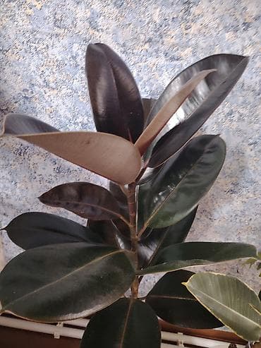 mini tablolar: Hazır qaba əkilib. Ficus elastica — 2