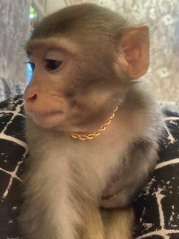 продажа домашних животных: Karlik makaka rezus satılır. Erkəkdir. 1 yaşı yoxdur. Ailədə 35-40 il — 4
