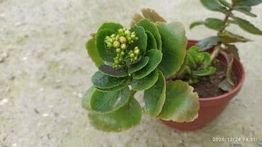Kalanxoe (Kalanchoe) – saksı sukulenti - Növ: Kalanxoe (çiçək açan