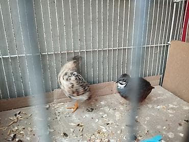 bildircin eti satisi: Məhsul: Bildircin cütü (dekorativ/xırda quşlar) Təsvir: - Şəkillərdə — 1