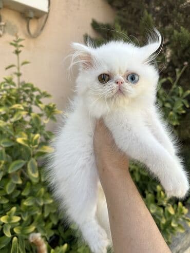 золотая шиншилла котенок: Fars — 17