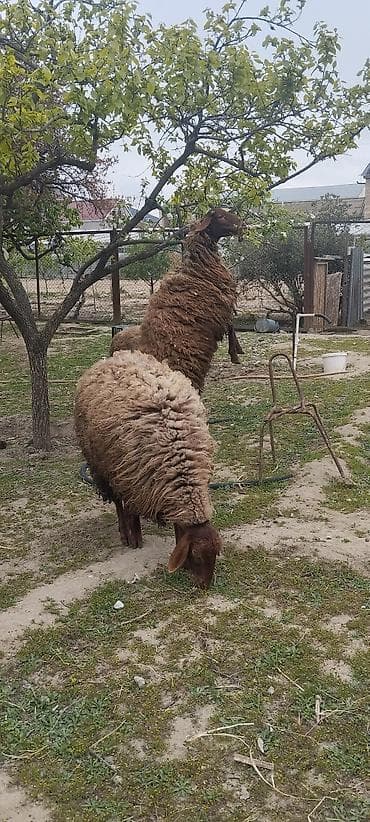 lalafo ev heyvanlari: 1 yaşinda dişiler tam sağlamdilar — 3