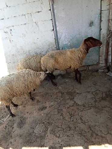quzu satisi: Qoyunlar satılır 3 dənəsi 1.100 manata real alıcıya endirim olacaq — 5
