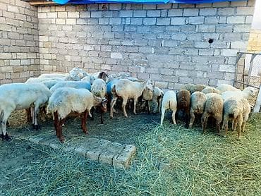 heyvan satisi: 35 baş quzulu qarışıq heyvanlar satılır — 1