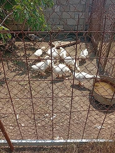 balaca ev itleri: Ay yarımlıq baxımlı qazlar. 10 dənədir. Ünvan: Maştağa (vişnyovka) — 2