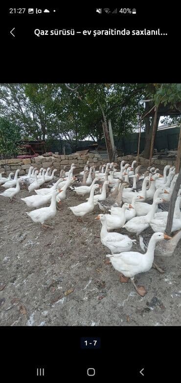 Dişi, | Linda, Damazlıq — 2