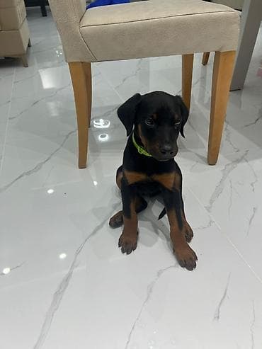 doberman balasi satilir: Rotveyler — 3