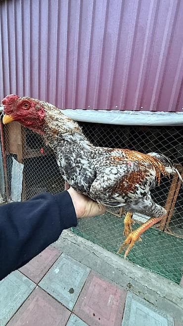 cücə və xoruz: Məhsul: Qırçıl rəngli cins xoruz Xüsusiyyətlər: - Uzun və möhkəm — 2