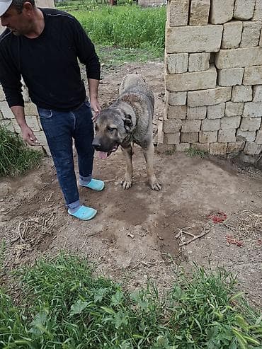 zvanok iti satilir: Salam it satılır qimət sondu 450 manat qiməte görə yazmayın — 3