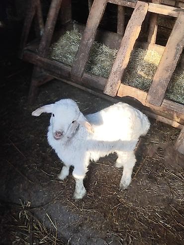 Yemlər: Ağ rəngli cücərmiş quzu - Növlə: qoyun/quzu - Rəng: tam ağ, yumşaq və — 5