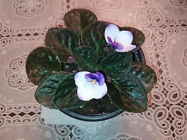 tulpan gulu sekilleri: BƏNÖVŞƏ EV ÜÇÜN — 2