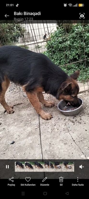 Alman çoban iti, 4 ay, Erkek