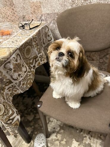 pikines itleri: Shi-tsu, 5 ay, Dişi, Peyvəndli, Pulsuz çatdırılma — 2