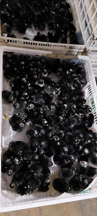 ataks toyuqlari satilir: Toyuq cücələri, Damazlıq — 2