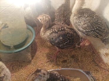 it adlari disi: Məhsul: gənc 2 heftelik hündüşqadır cinsi amerikan bronz 1 ilik olanda — 2