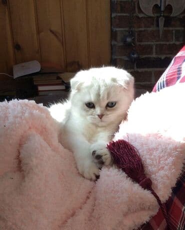 американский вислоухий кот: Шотландская, Самец, Самка, В добрые руки, Самовывоз, Бесплатная доставка, Платная доставка — 4