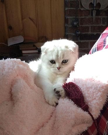 американский вислоухий кот: Шотландская, Самец, Самка, В добрые руки, Самовывоз, Бесплатная доставка, Платная доставка — 2