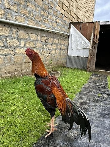 Xoruz, il: 2, Ödənişli çatdırılma
