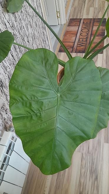 Böyük yarpaqlı otaq bitkisi – Alokaziya (Elephant Ear) saksıda Məhsul