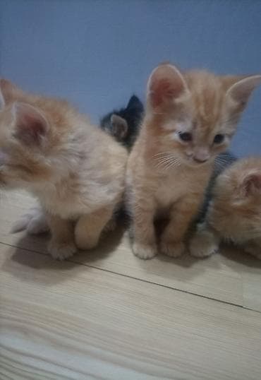 Tabbi, Erkək, Yaxşı əllərə, Ünvandan götürmə