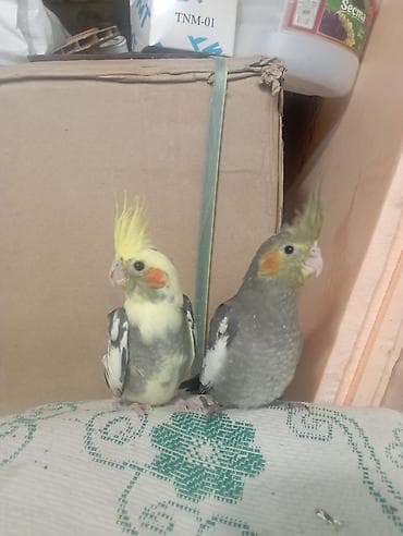 Balıqlar: Nimfa (Cockatiel) papuqayları – müxtəlif rənglər - Rənglər: açıq sarı — 6