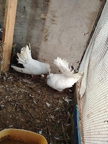 Pavlin satilir cütü 30 azn Çatdırılma yoxdur