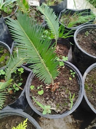 gül dekor: Razılaşma yolu iləDekorativ qapalı/bağ bitkiləri – saksıda gənc — 2