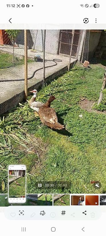 Lal yapon ördəklər xoruzdar kül öküz qırmızı öküz sortudu