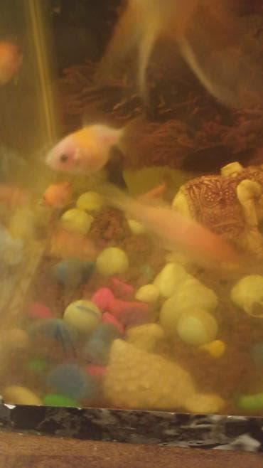 Balıqlar: Qızıl balıq, Sülhsevər — 4