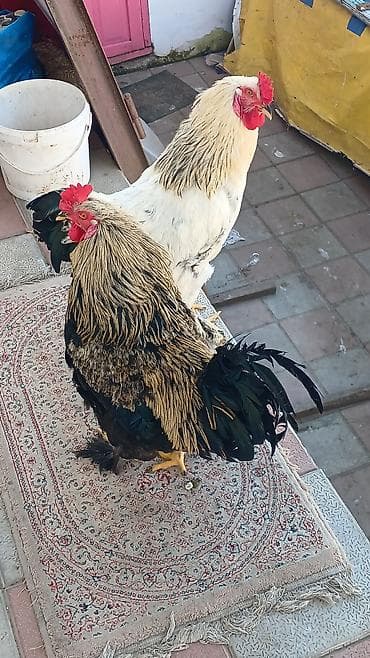 qasqaldag qusu: Qaz toyuq cuce satilir real alicilar ucun endirim var — 6