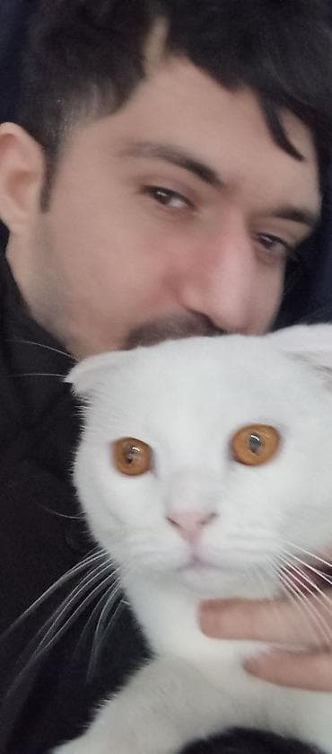 Şotland yastı qulaq