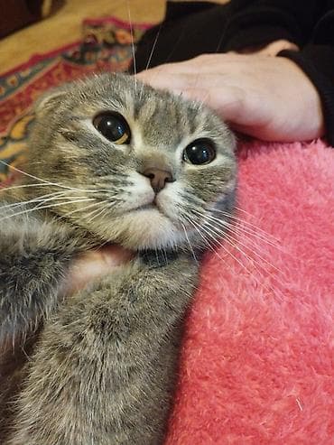 çin aslani: Şotland yastı qulaq, Dişi — 2