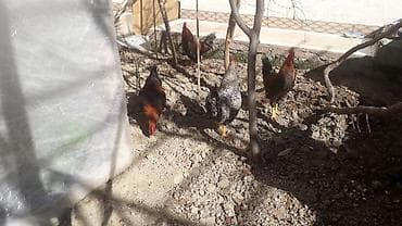 kend xoruzu: Məhsul: Xoruzlar (bir neçə baş) Təsvir: - Şəkillərdə müxtəlif rəngdə — 7