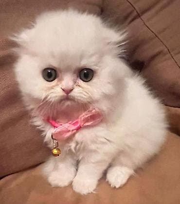 tuksuz pisik: Britaniya uzun tüklü cinsinin balaları - Növ: ev pişiyi, uzun tüklü — 1