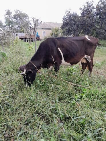 Bu ineyin satilma məqsədi isimle baglidi. Ineyin balaya durmasi lalafo.az -da Bu ineyin satilma məqsədi isimle baglidi. Ineyin balaya durmasi