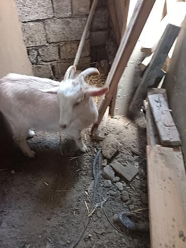 Saanen keçiləri satılır macar sortu, rusiya sortu isveçrə sortu